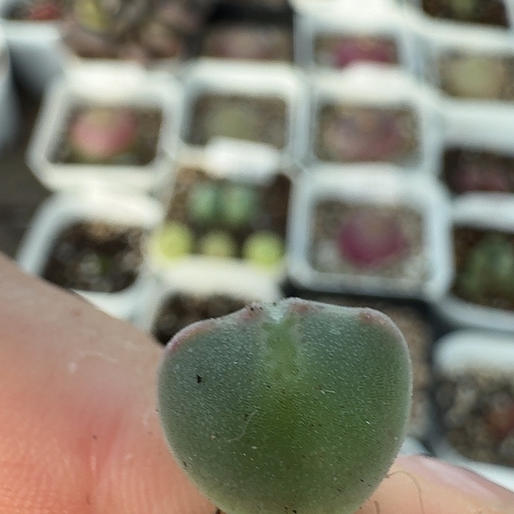 _***然老马生石花空蝉245