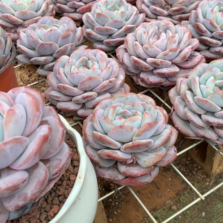 超胖体石榴籽星影橙梦露两单包邮