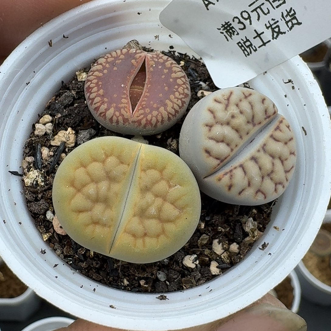 70多肉哈哈哈哈哈哈哈