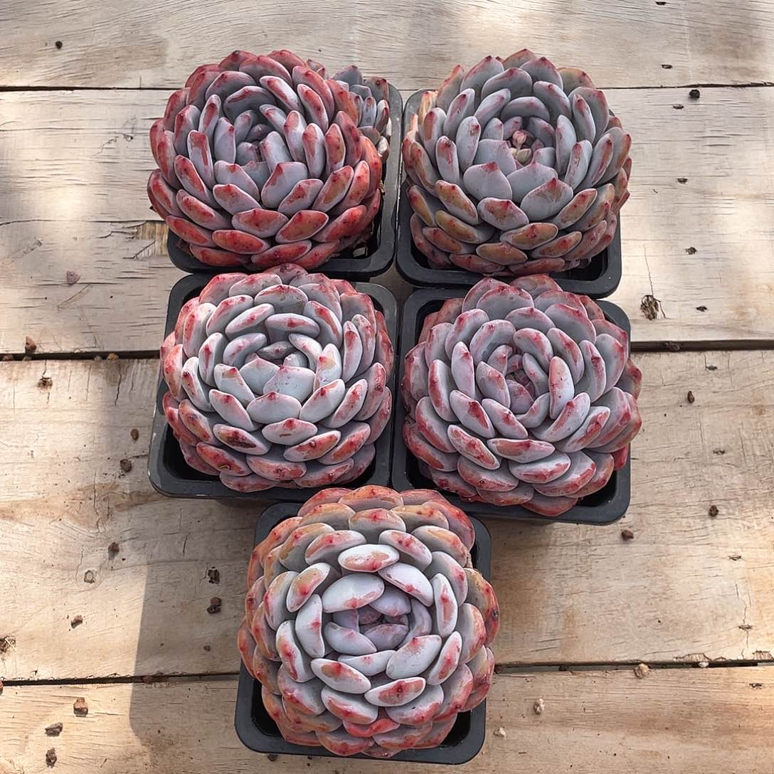 多肉植物多肉植物