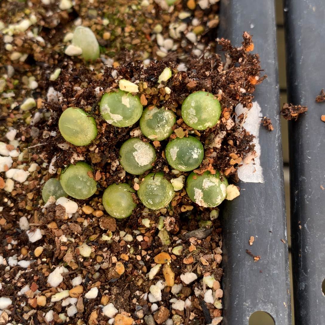 568大王拉登一一组10颗