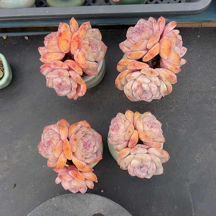 四个三头星影带盆发的