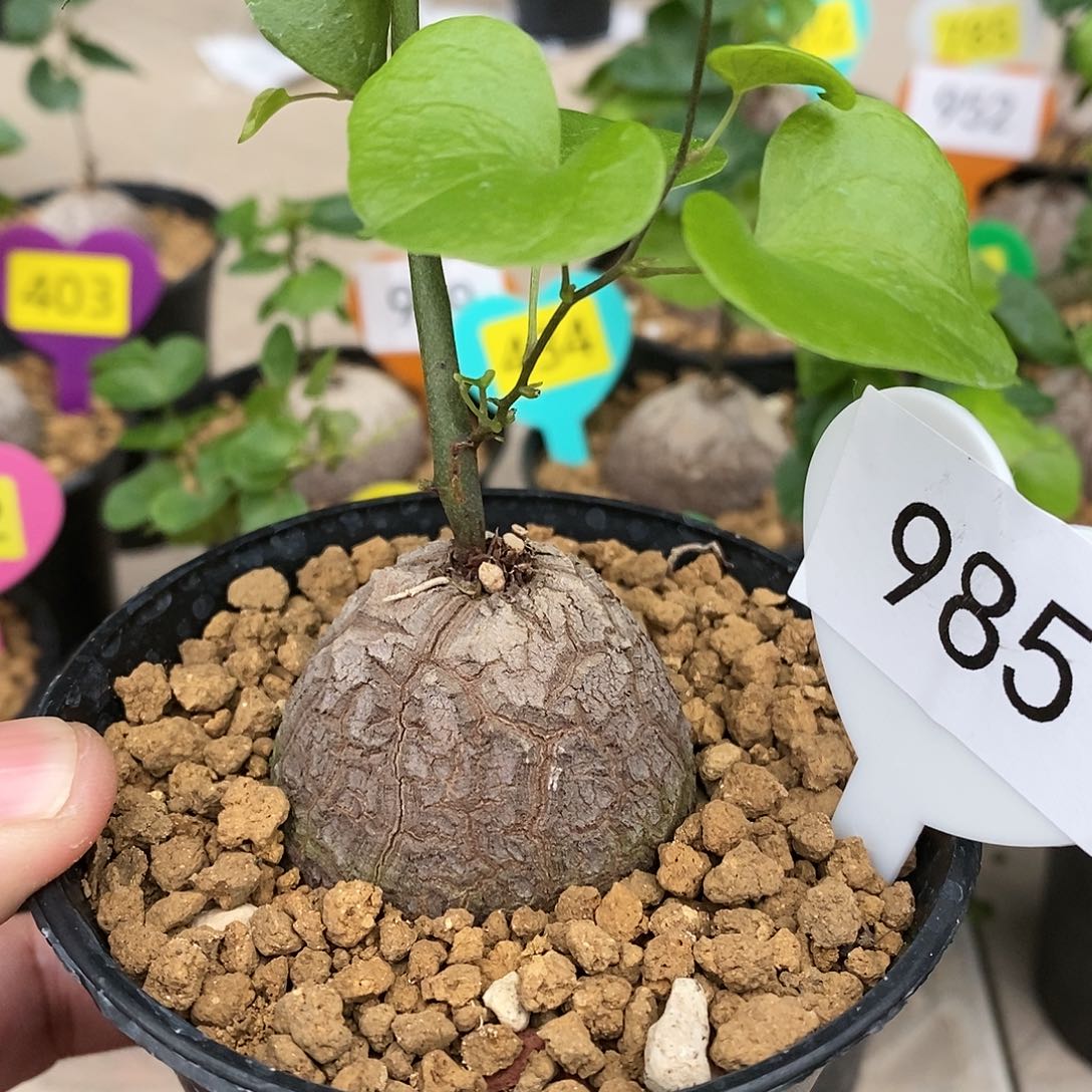 南非龟甲龙龟甲龙