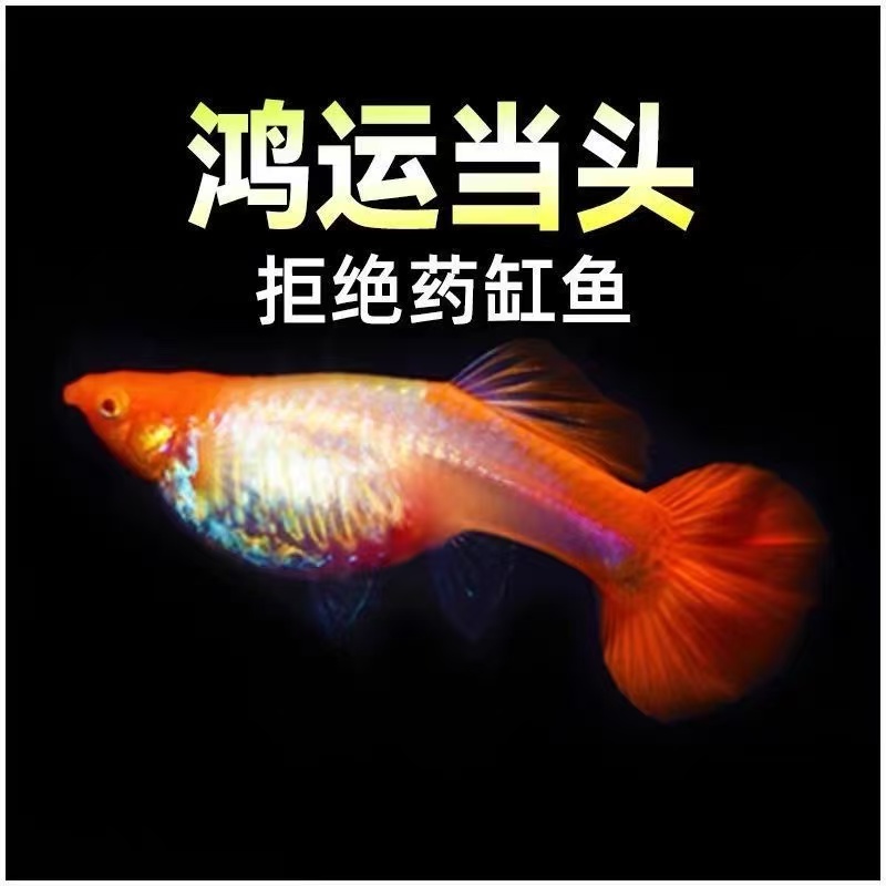 直播间整点福利鸿运当头6条包邮包损到家