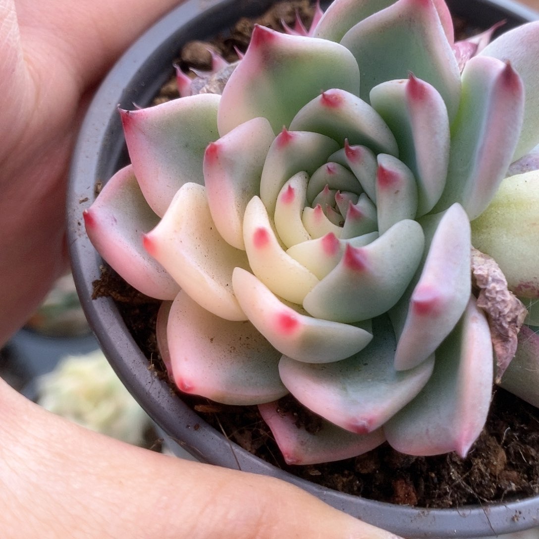 D157花脸锦锦锦锦锦锦