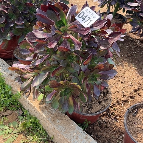 471黑元叶不包断枝