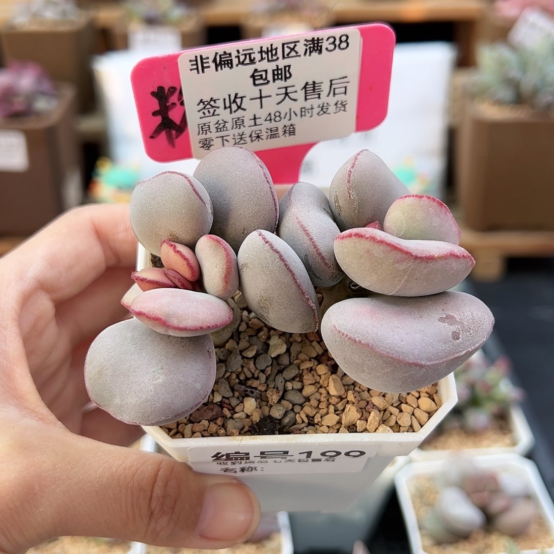 芝*芒199白肌红蛋多肉