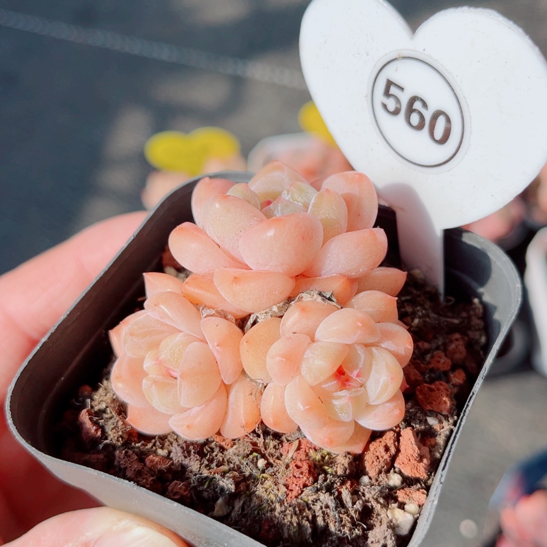 美***夕560号小老桩糖心群