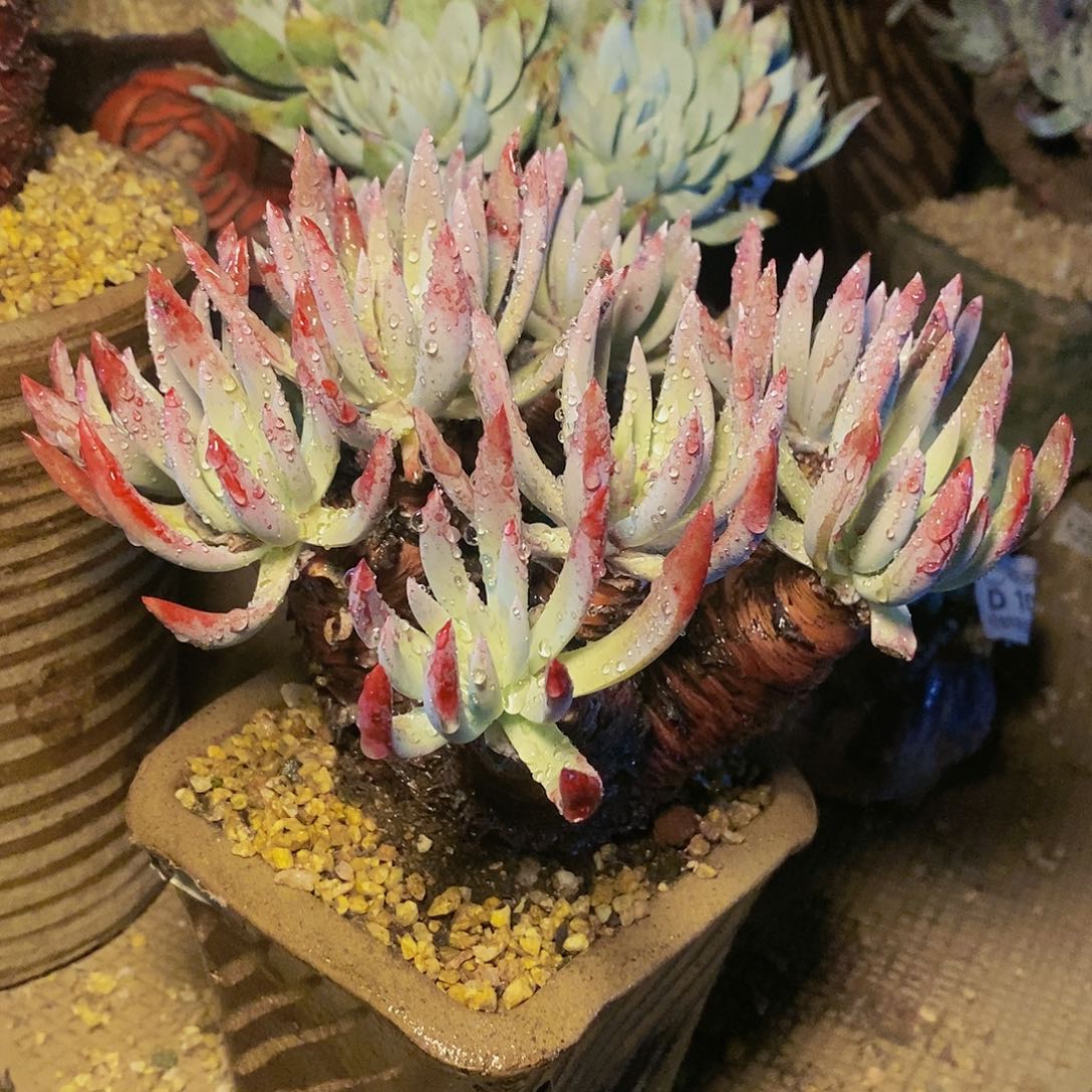 【闪购商品】哈哈哈哈海瑟1228多肉