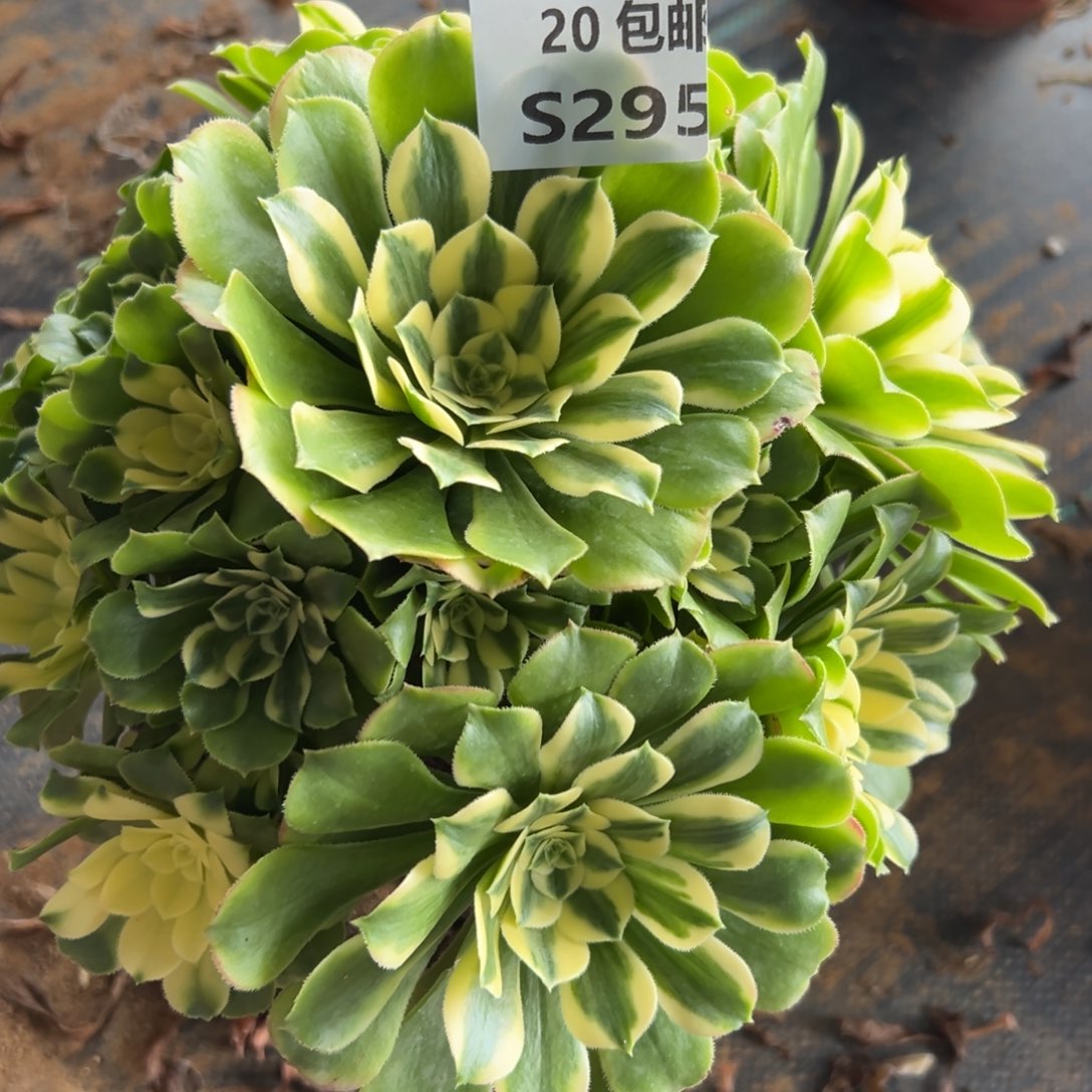 295新尼亚，满20包邮嘟叮熊