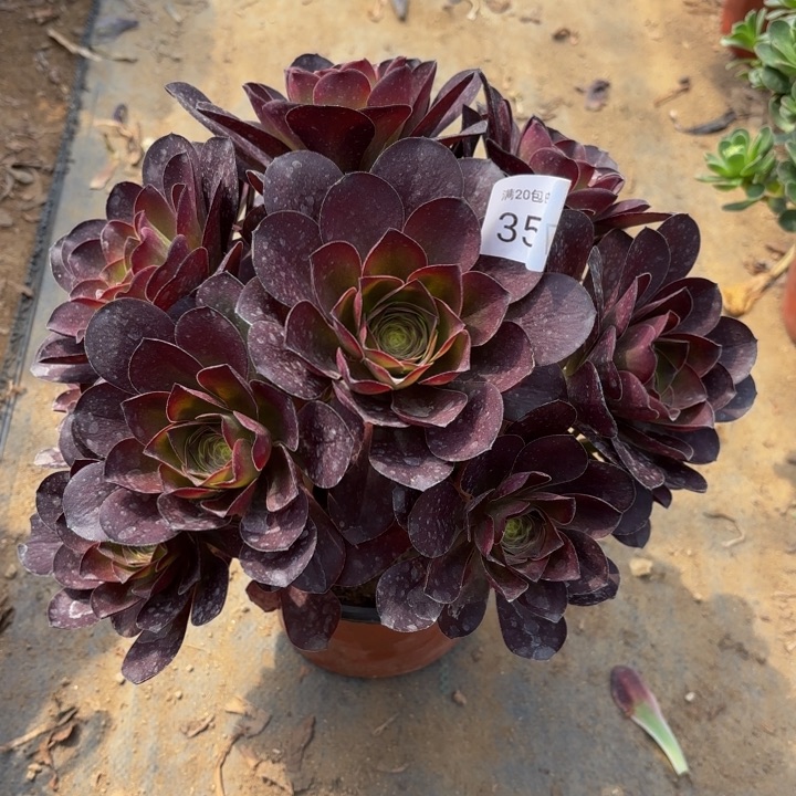 魅金玫瑰多肉法师3577