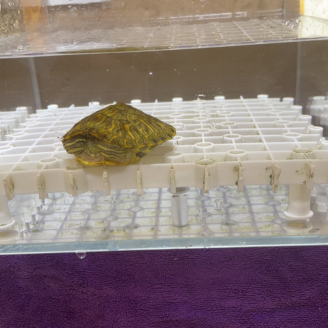 不分公母宠物龟格兰德
