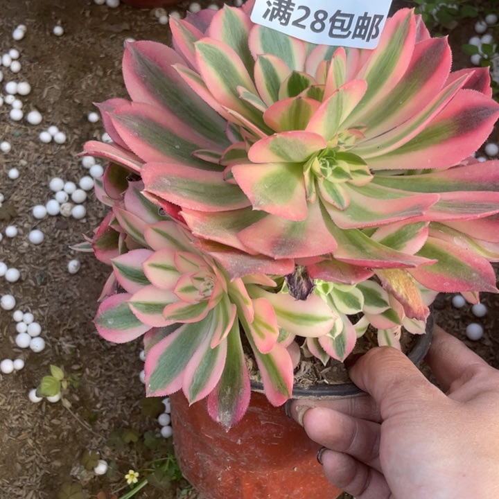 1222女巫多肉植物一号棚A