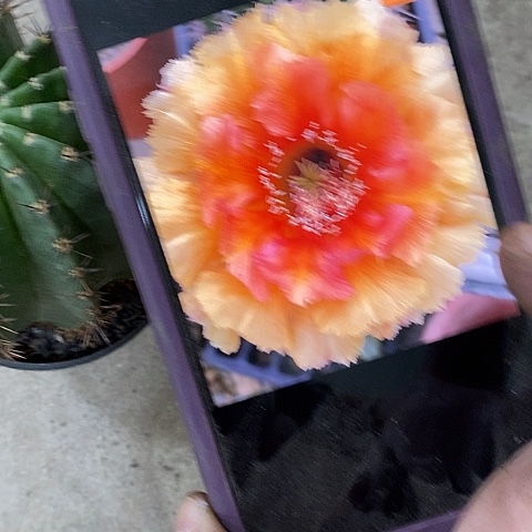 琉璃盏仙人球，stuooooo