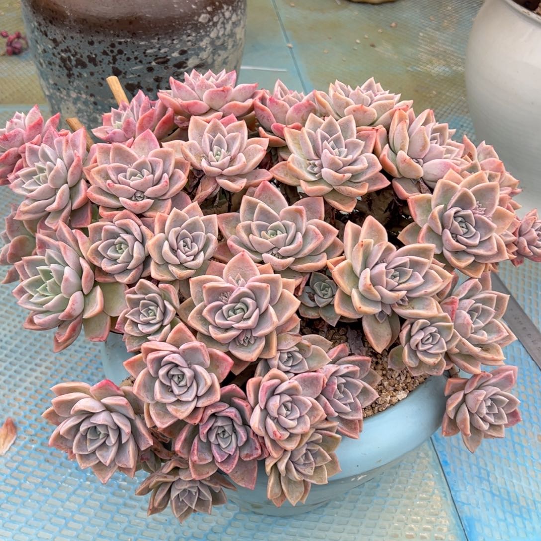 哈利沃森带盆，走物流自理。