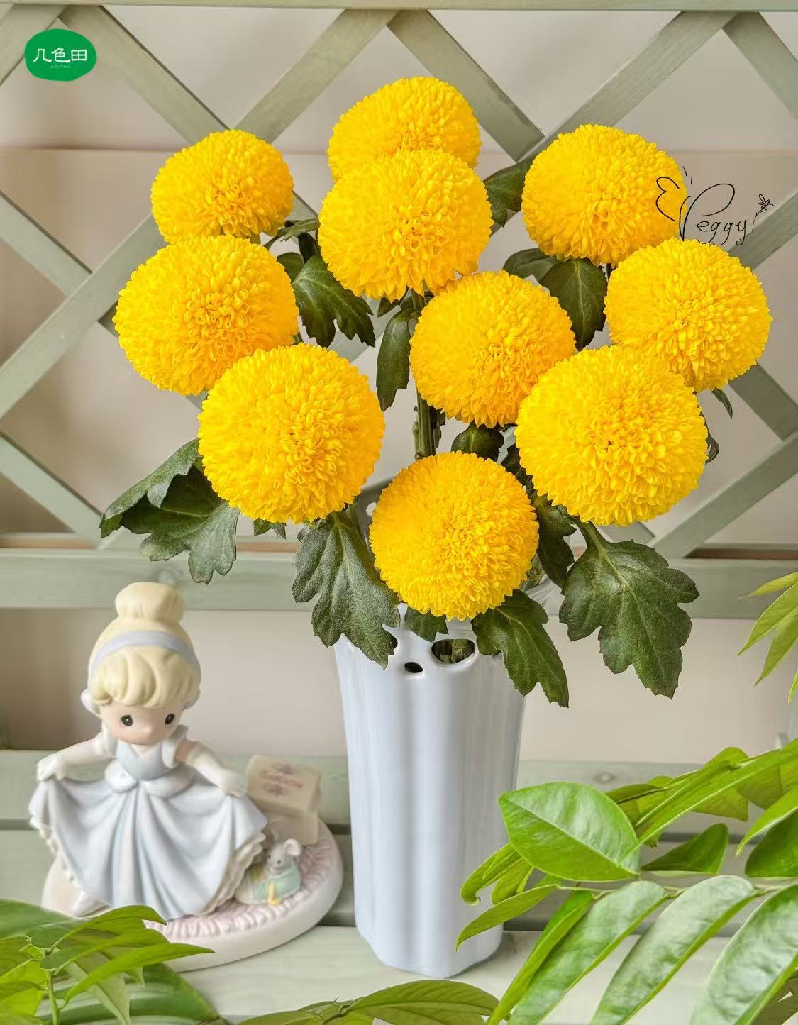 黄色乒乓菊----云南直发鲜花云南花插花鲜花 