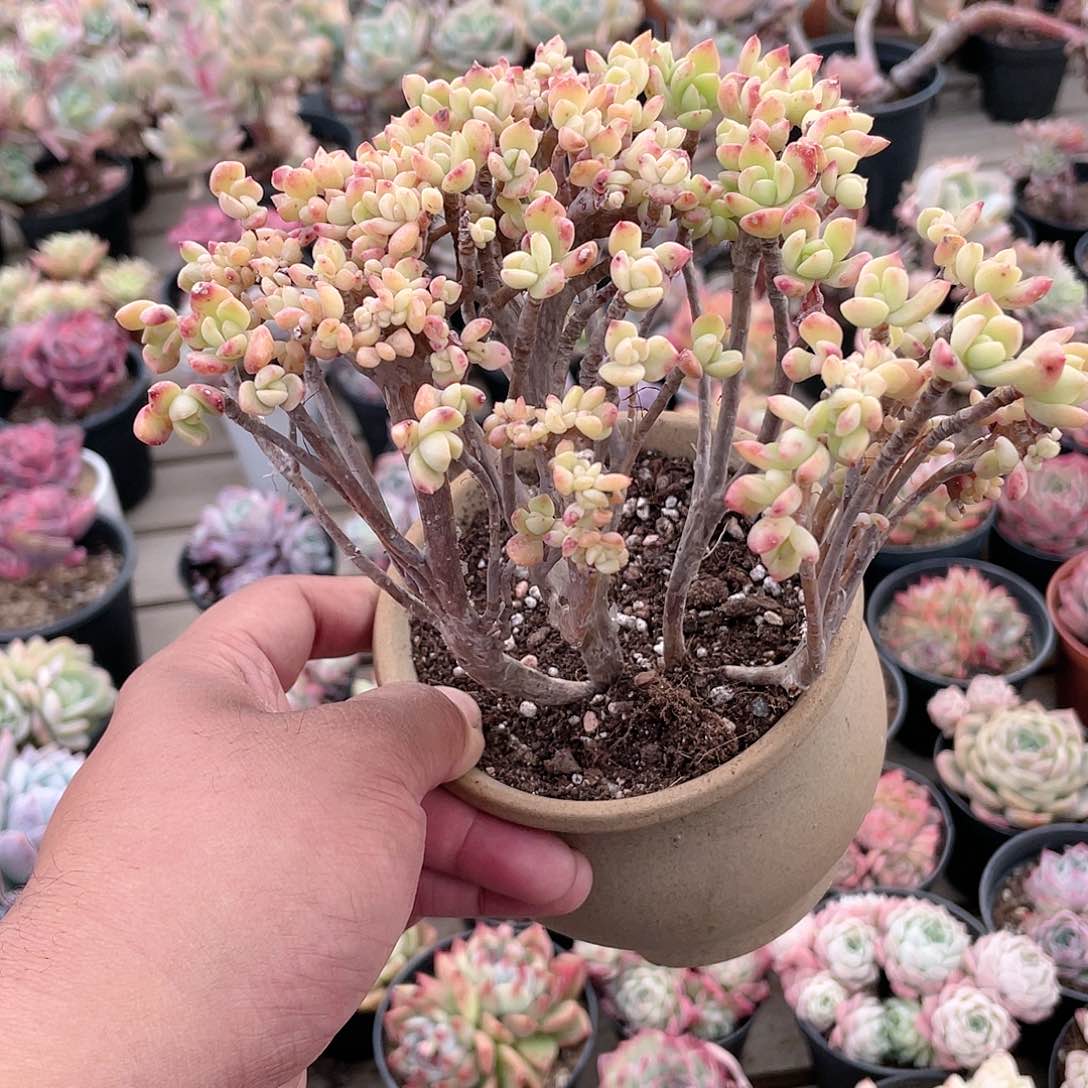 ｀****?2620  马库斯朵朵缀 六月六