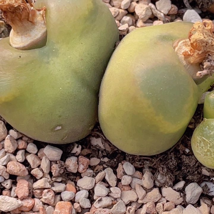 1555666565656568585558