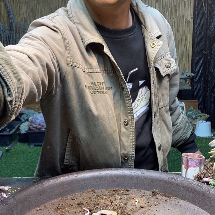 枫***叶196号香格里拉多肉植物