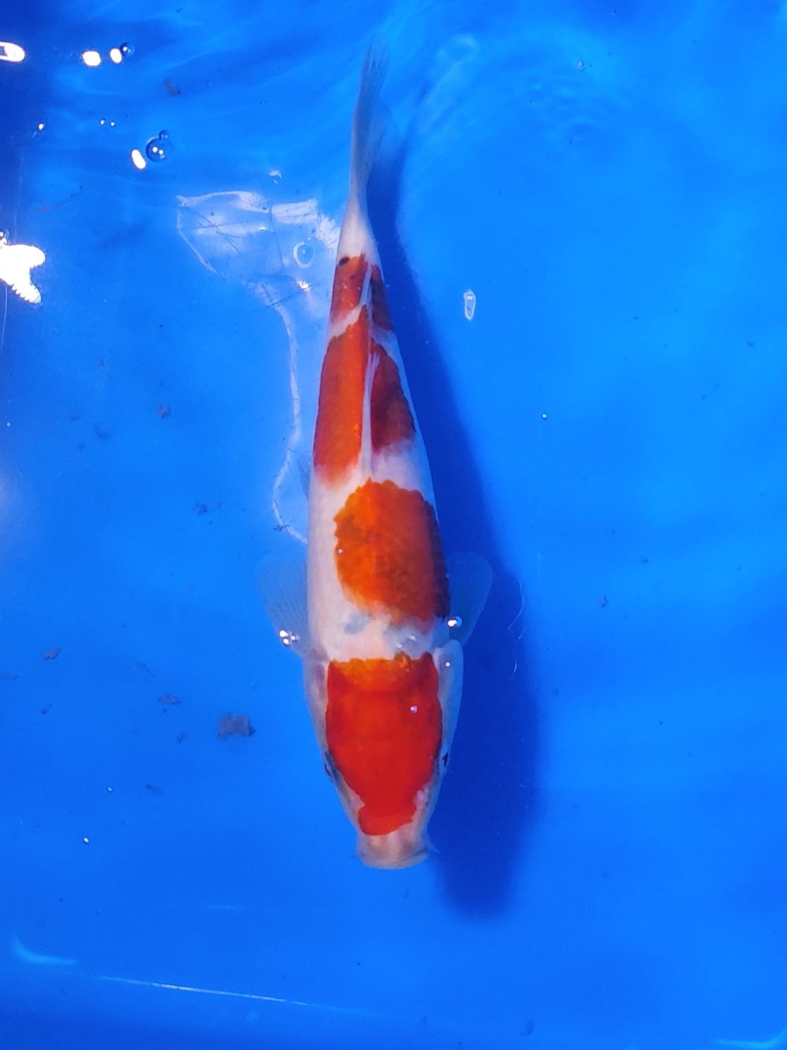 LSY专属  进口有溯源高端锦鲤<实物以直播间为准>