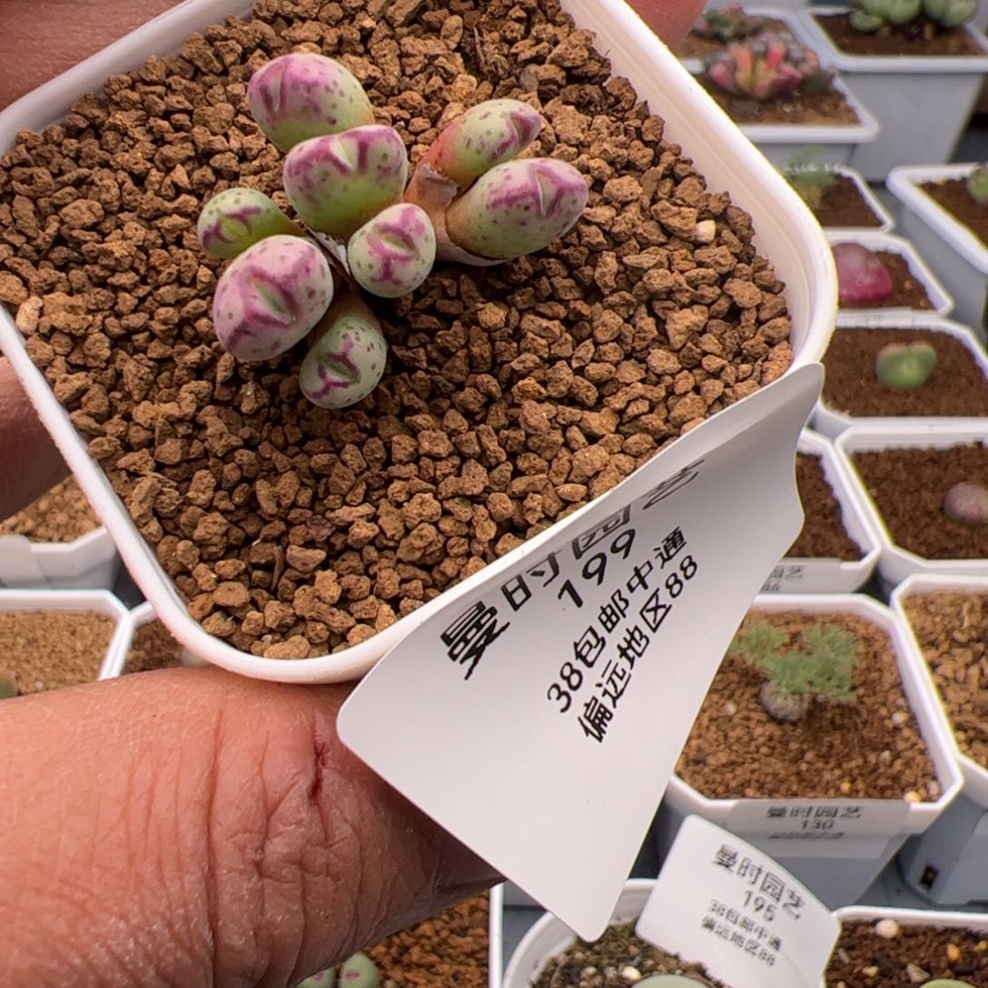 2.7斑马多肉植物199