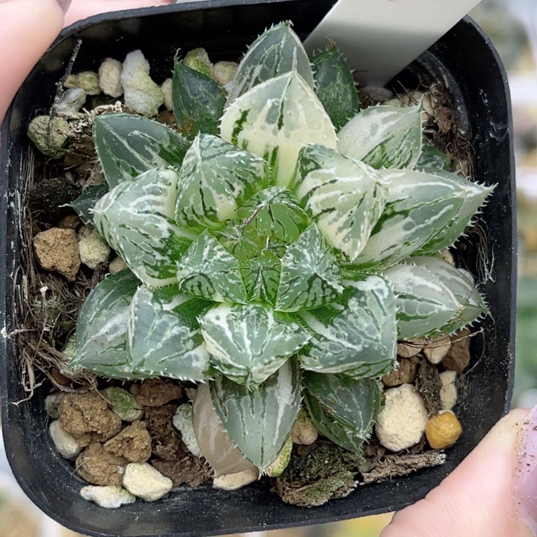 49小叶楼兰玉露锦福利专场