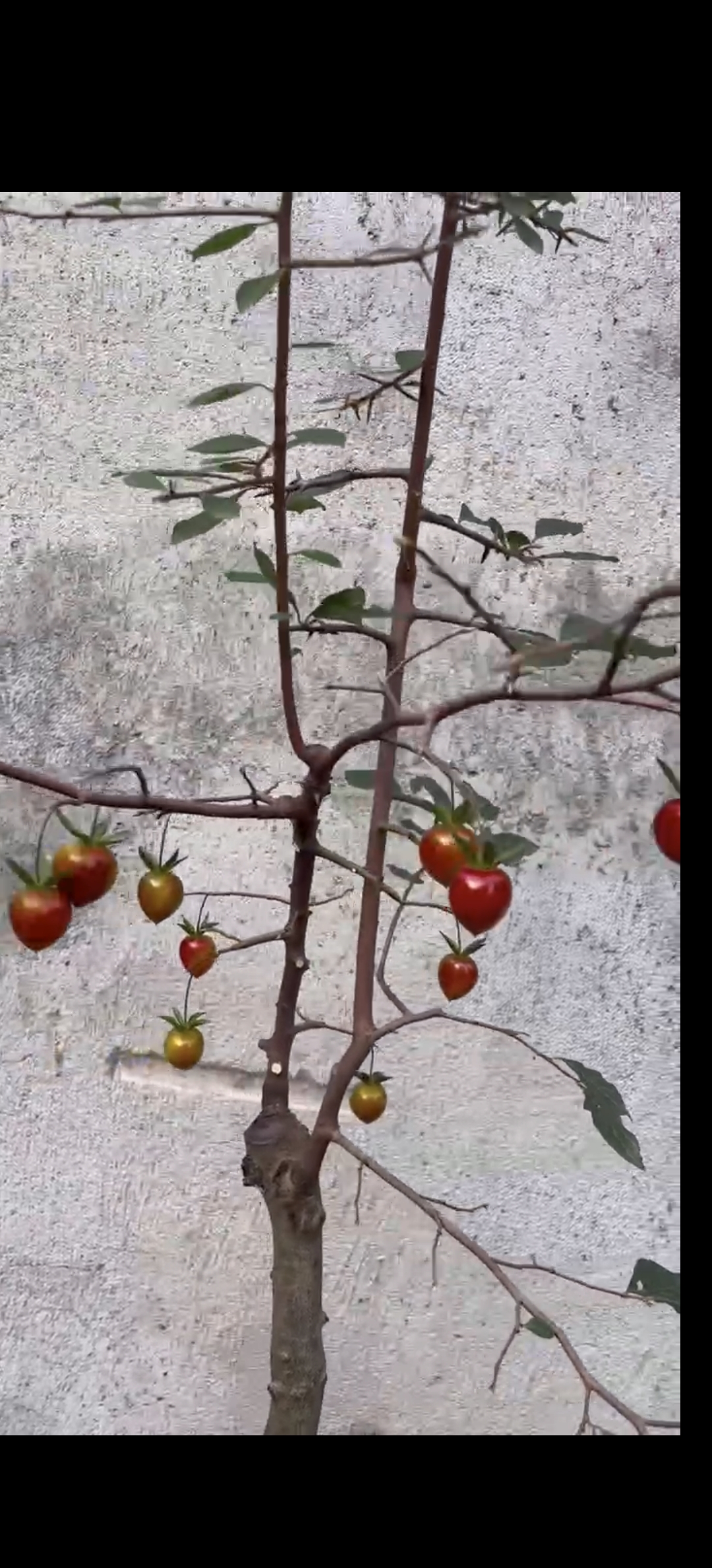 金弹子老鸭柿花卉绿植适合园艺种植
