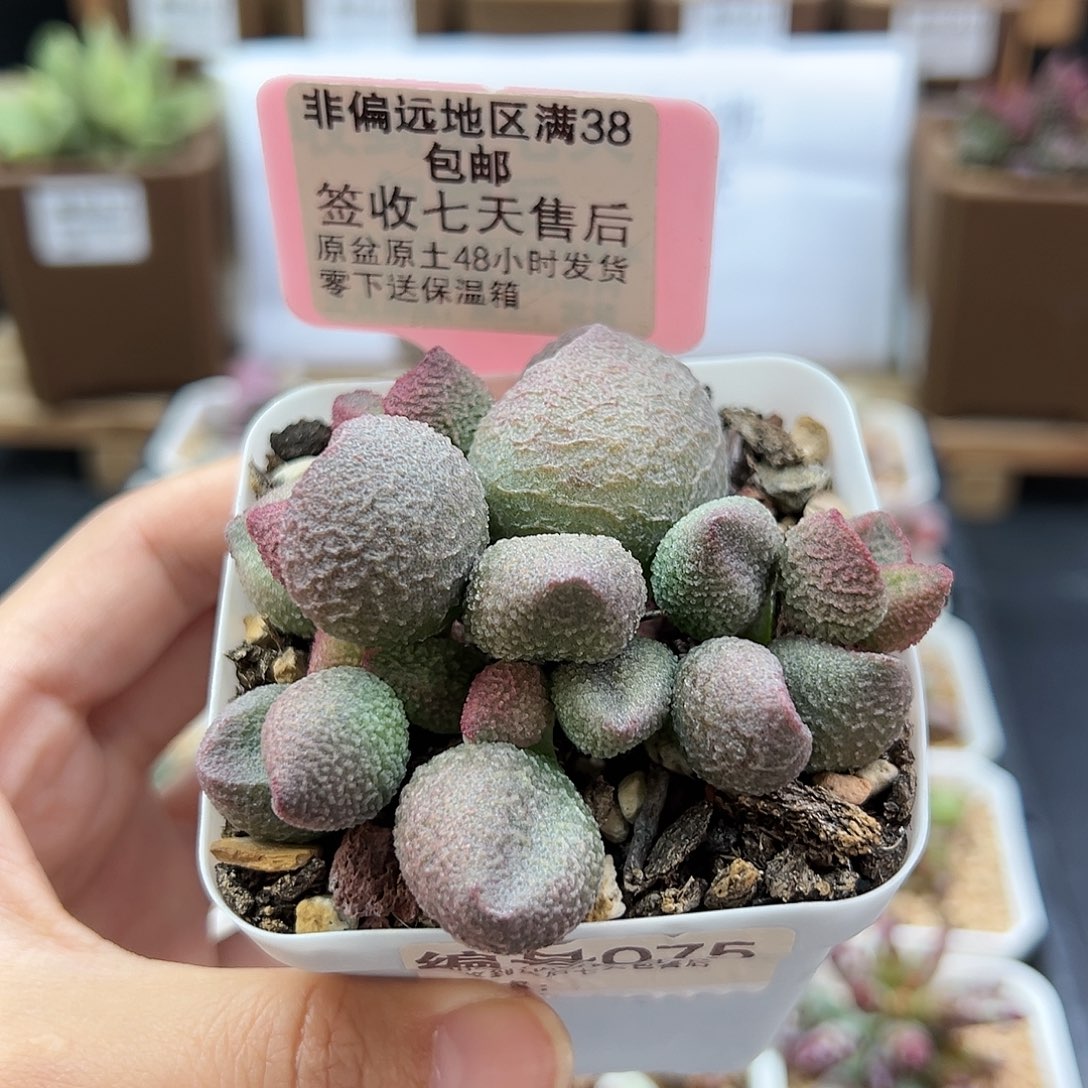 075水蜜桃多肉植物