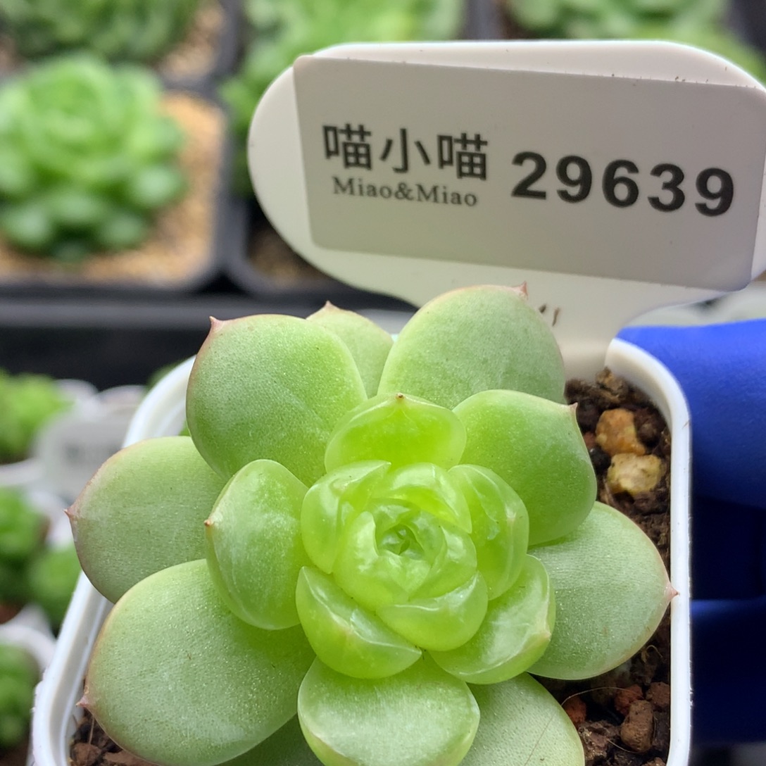 多肉植物杂交珍妮