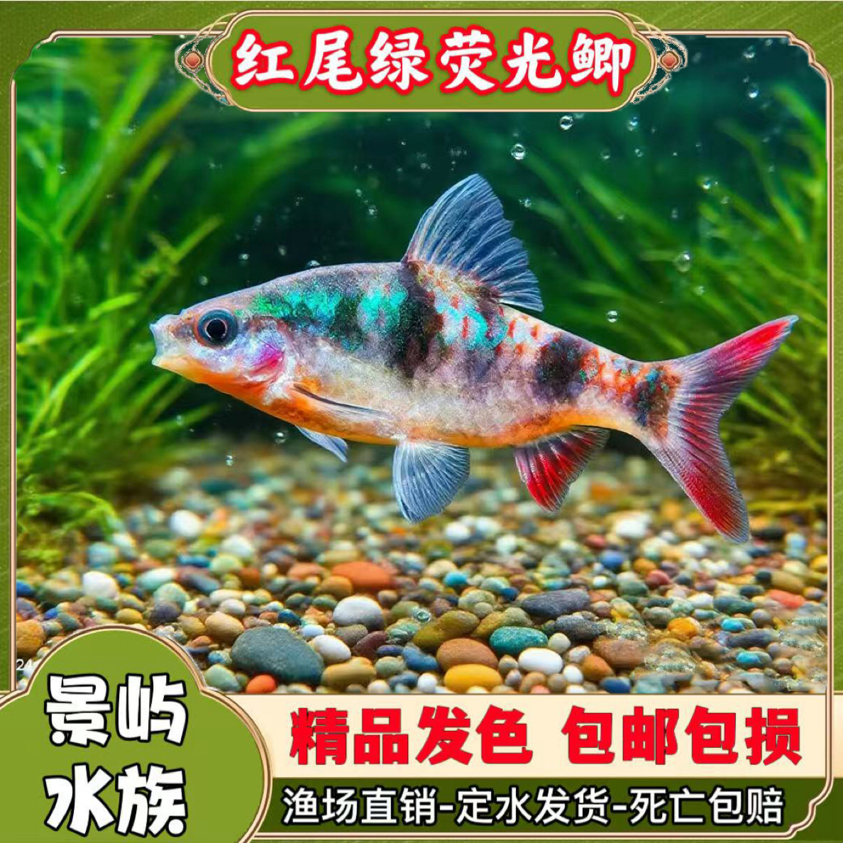 红尾绿荧光鲫原生鱼道金斯鲃活体鱼易活冷水钻石彩虹鲫群游广温鱼