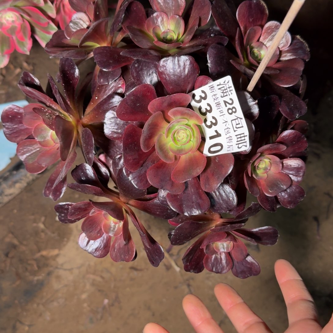 33310爱神有干吧多肉