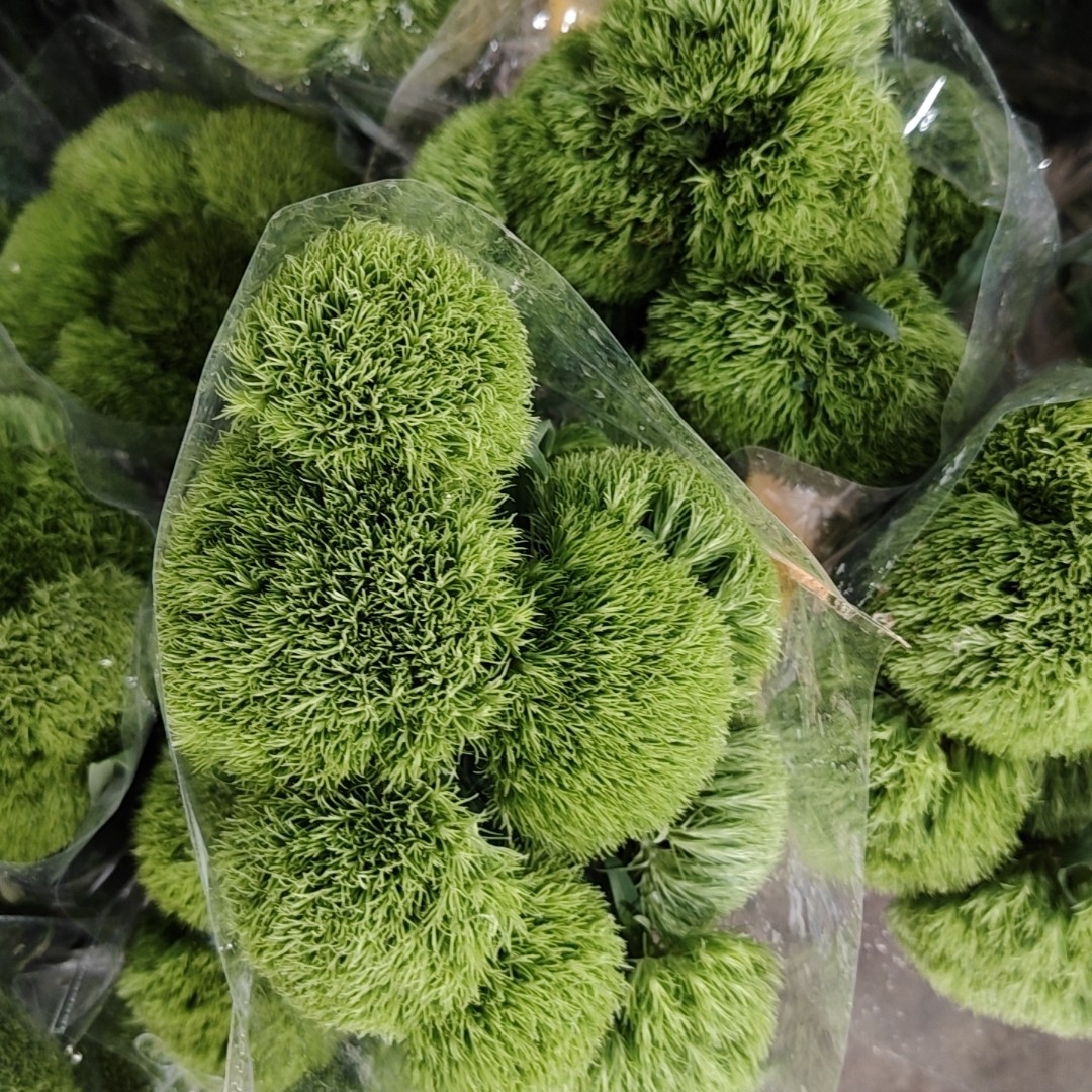 蓝星花、绿毛球、油画小菊等草花