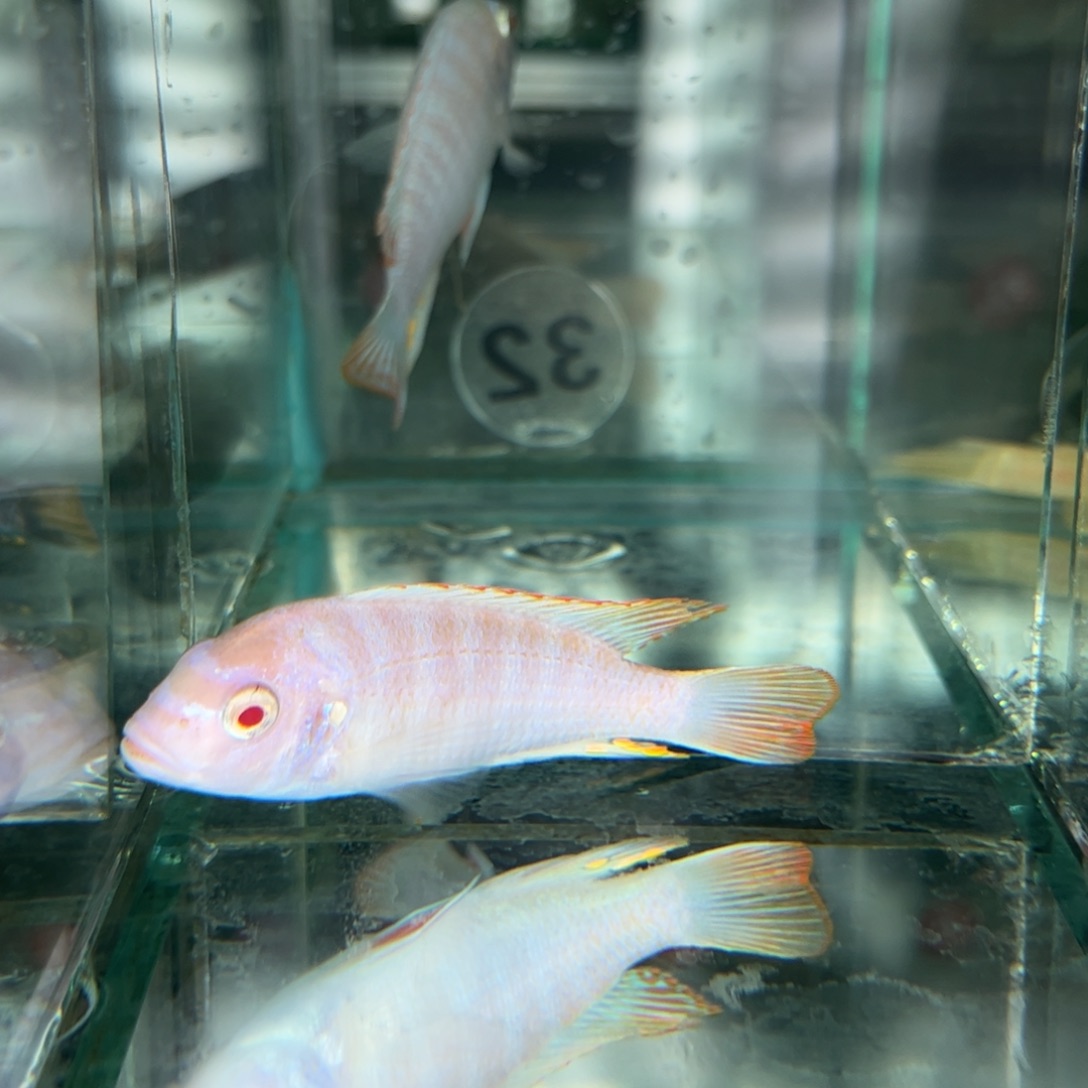 薛***海水鱼白子费恩斑马