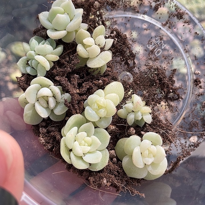 OTO多肉切糕优选dy2339
