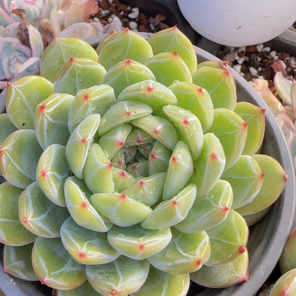 【闪购商品】雪花珍妮9.9