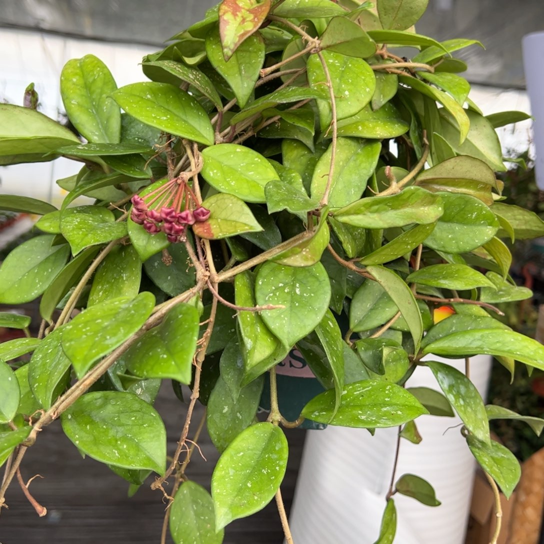 有***花无花朵绿叶红球兰大颗