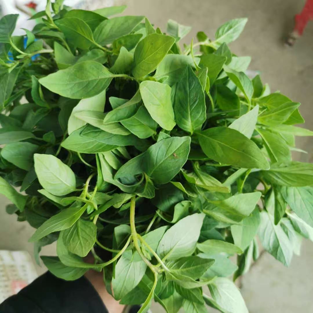 河南特产新鲜大叶荆芥菜农家自种现拔现发带跟发货