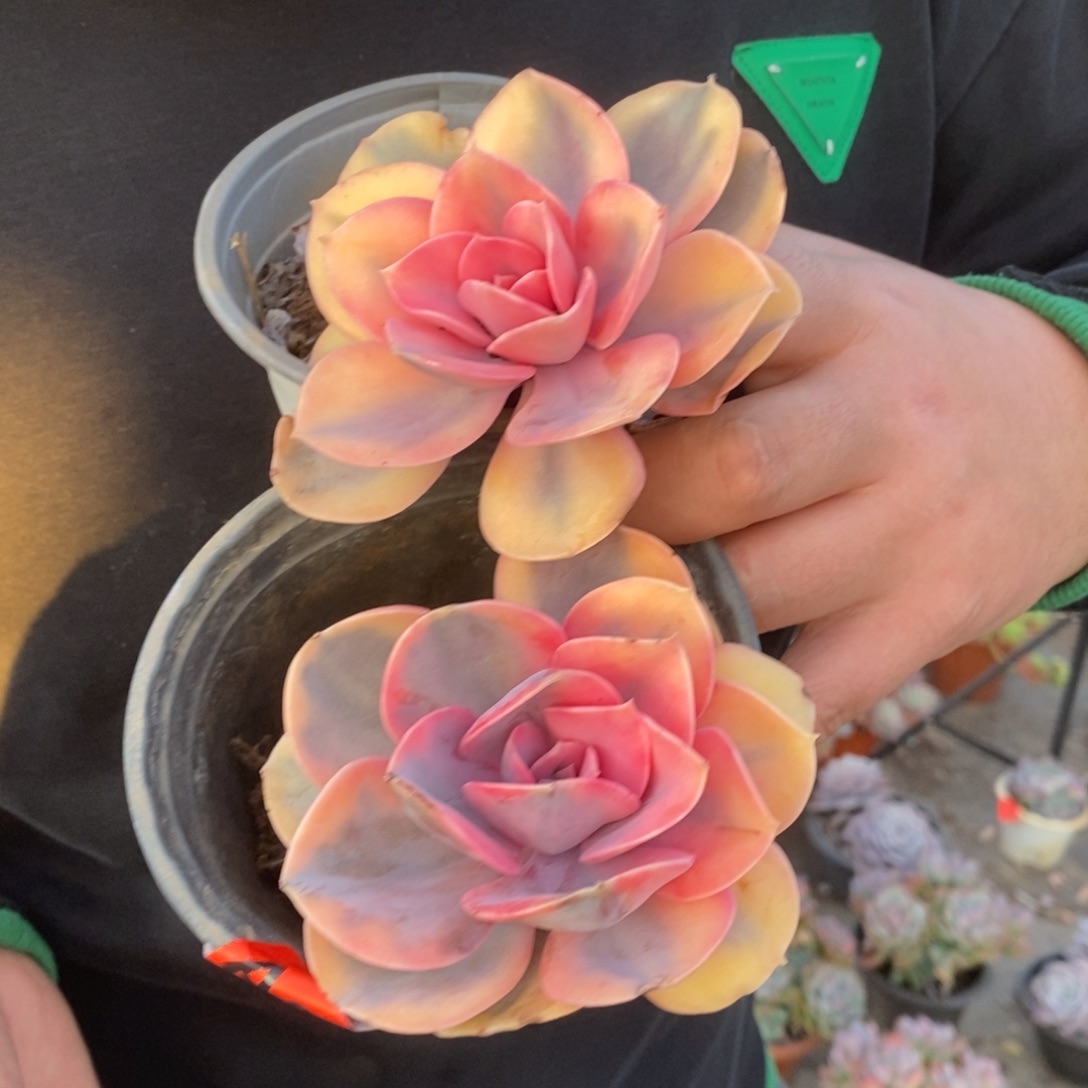 彩虹单头老桩两盆