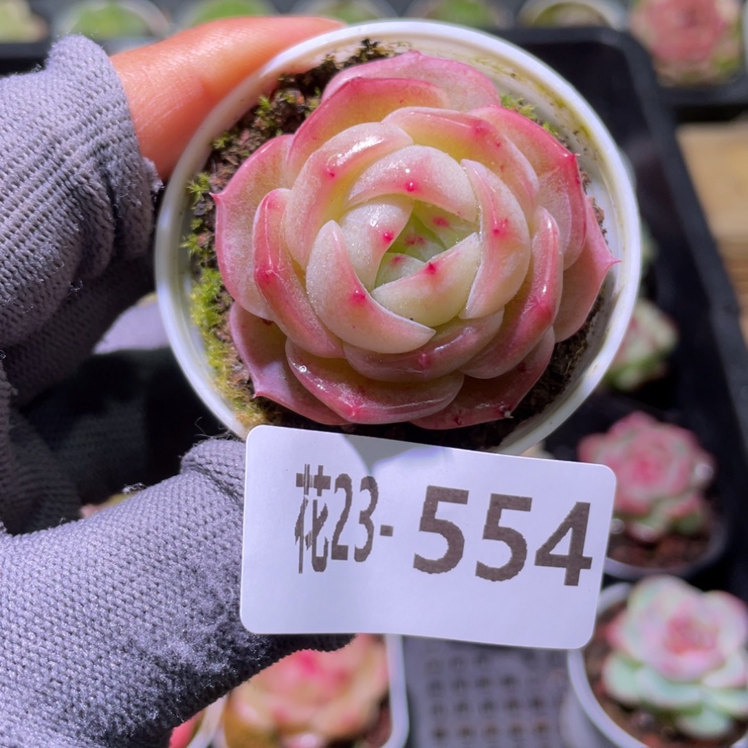 花利美23-554新品