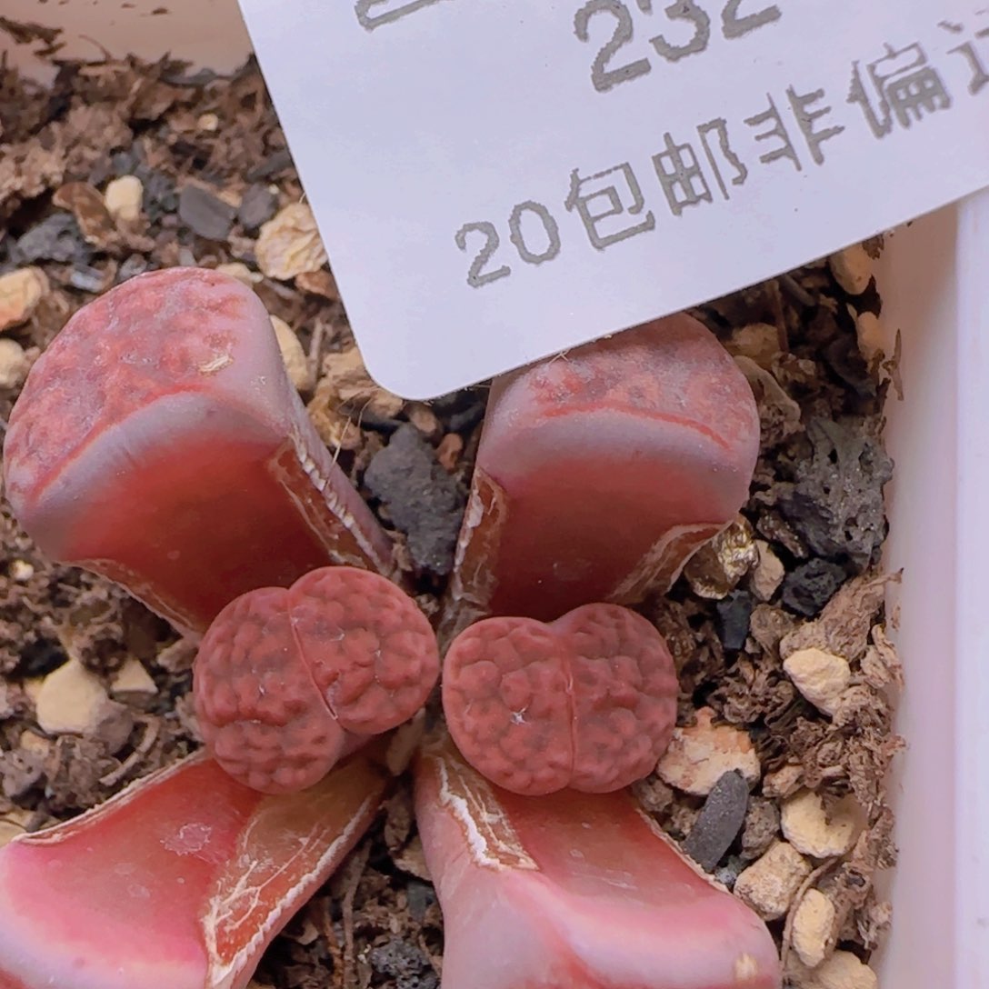 阿克塞尔玫瑰。          