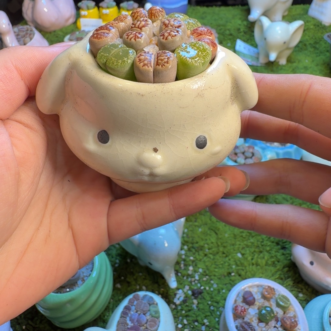 G***N多肉植物和植物等植物1389