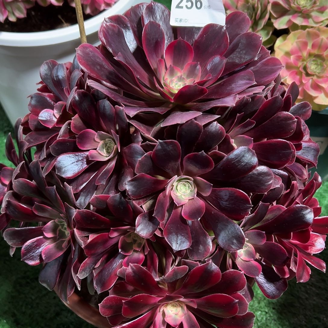 256凤冠多肉法师植物