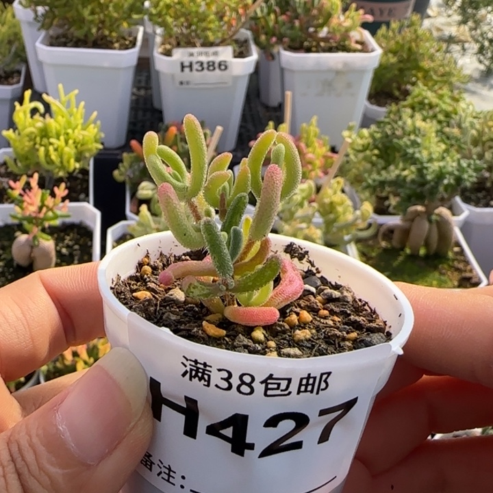 富****427-多肉植物枝干钻石黄金拉丝锦