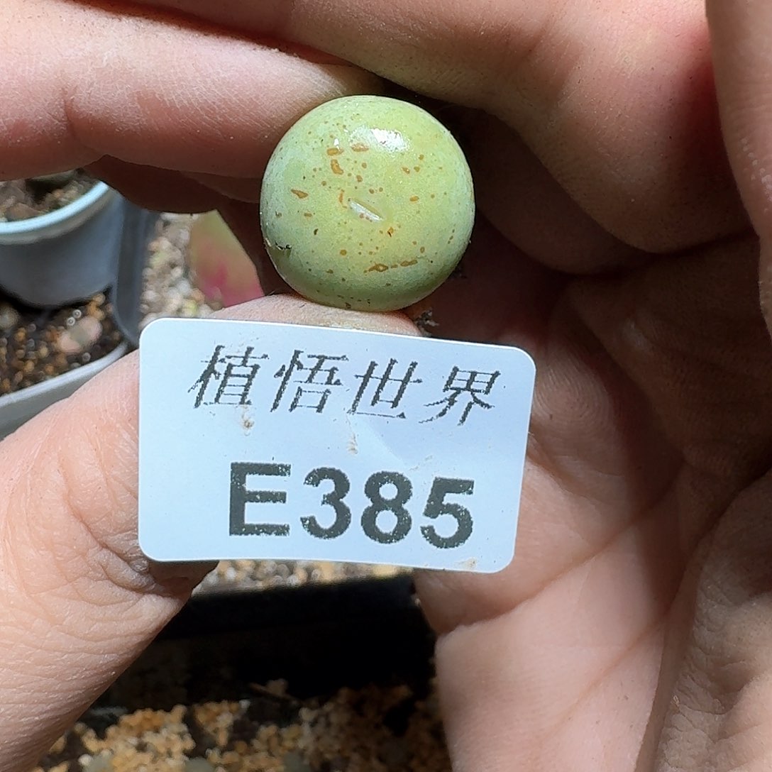 385盒多肉植物哇cv