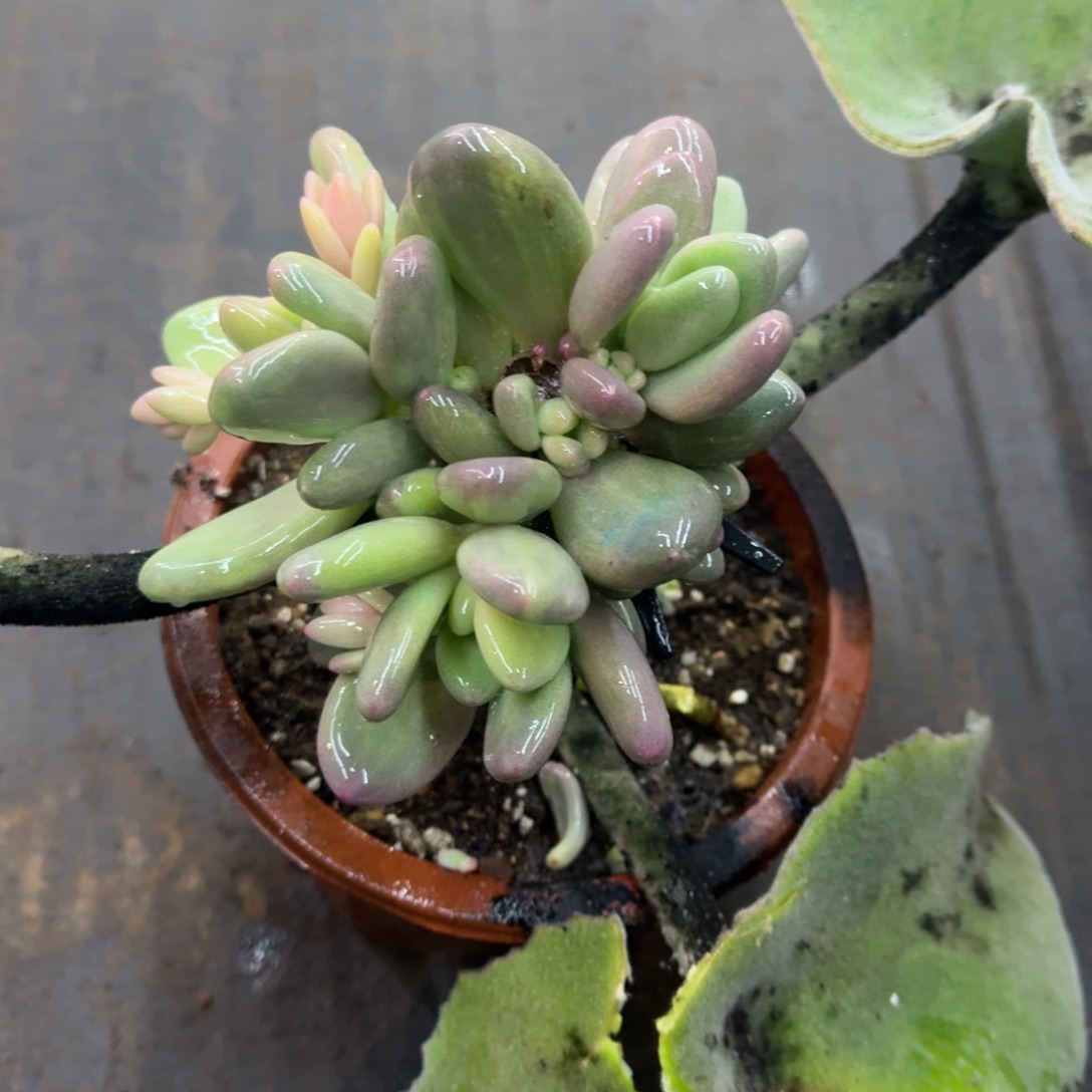 奶酪锦拉丝锦，多肉锦