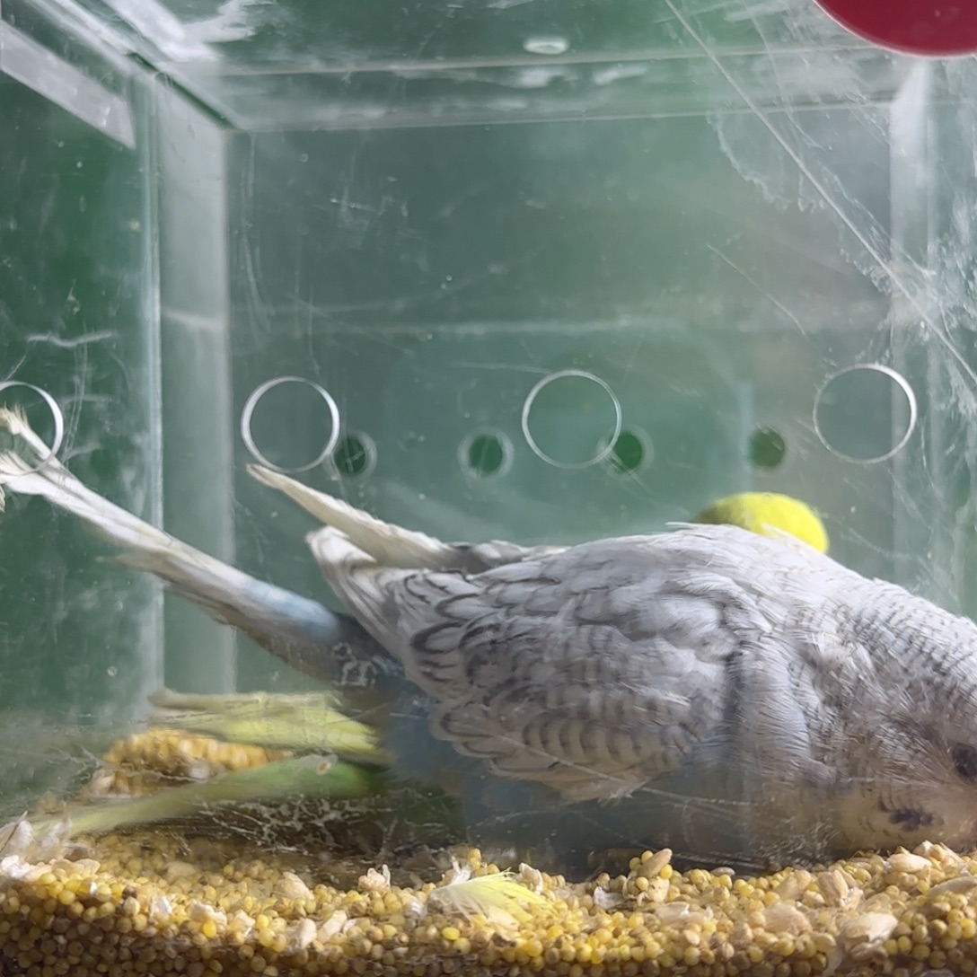 虎皮鹦鹉大头鹦鹉