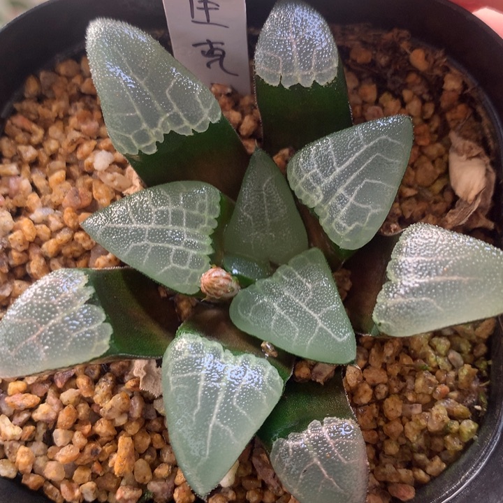 实生克一物一拍带盆