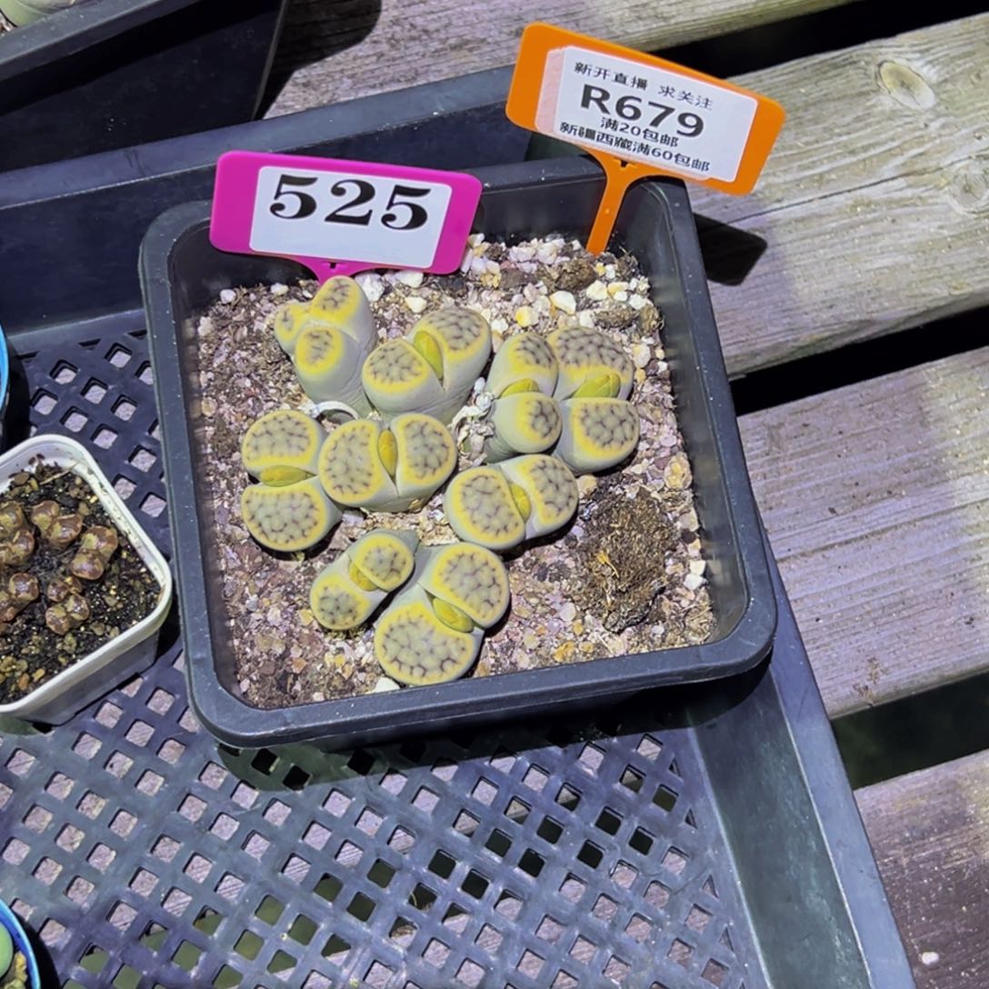 静***音679生石花大群生大群生