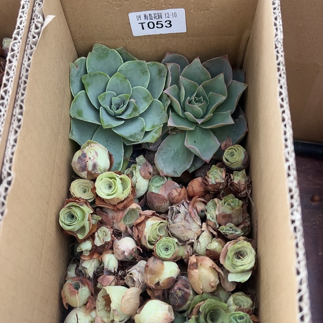 糖糖053 山地玫瑰瑕疵处理福利 不售后