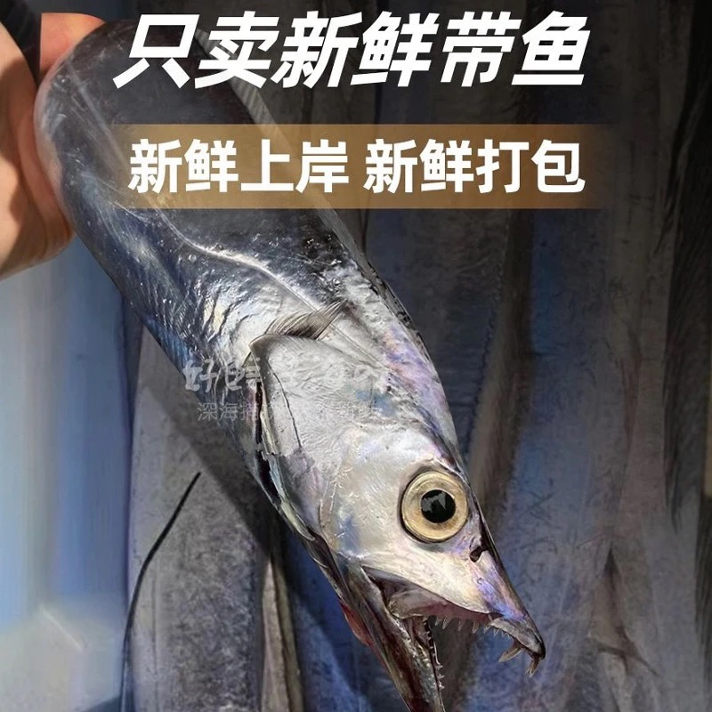 舟山带鱼